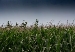 Over reliance of farming on chemical control of weeds leading to increased weed resistance