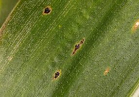 Corn tar spot fungus on leaf of cornstalk. Cornfield disease, farming and agriculture concept.