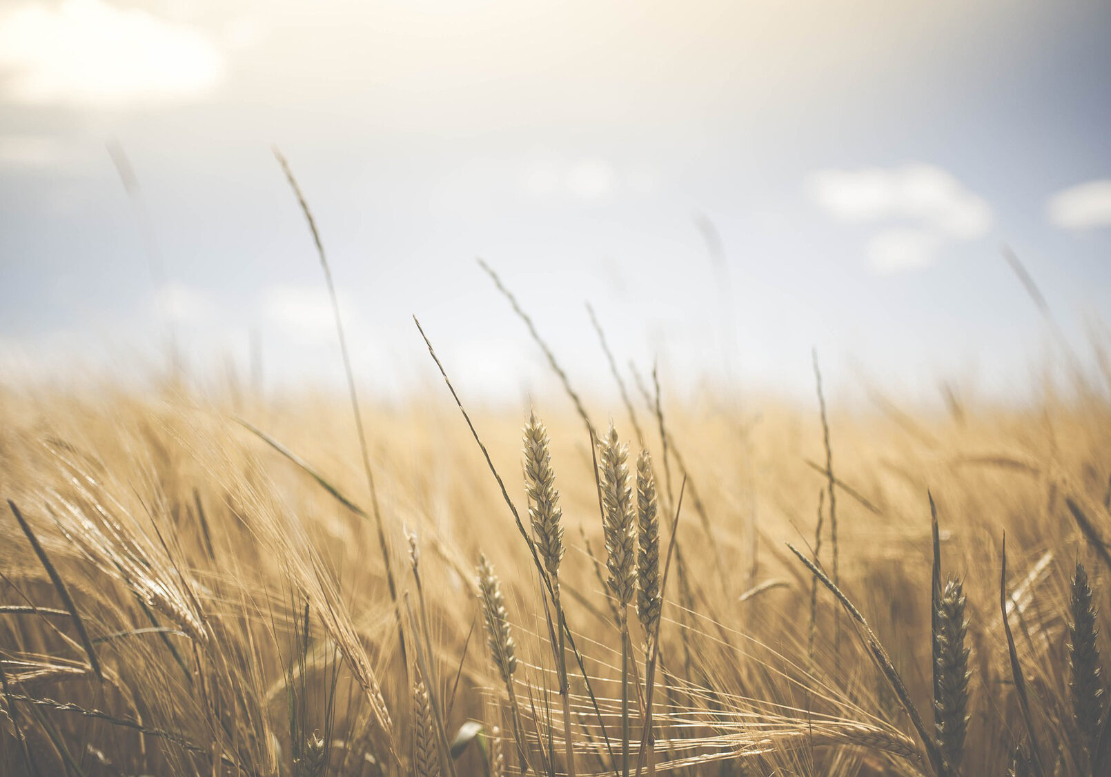 agriculture_wheat