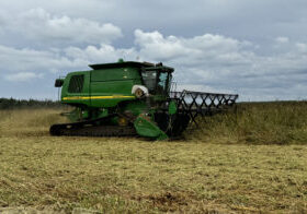 Wild rice is harvested in Minnesota.